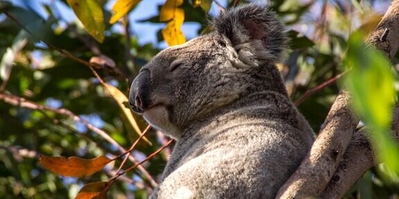 North-koala-escorted-across-brisbane-valley-highway-under-police-guard